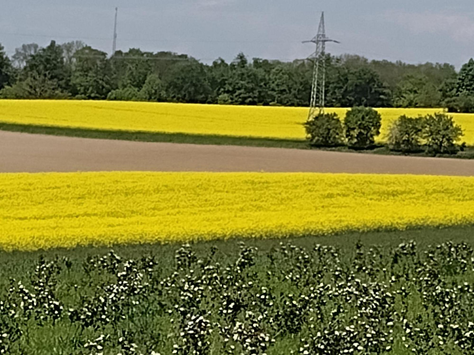 Appartamento Olifant In Osterode Osterode am Harz Esterno foto