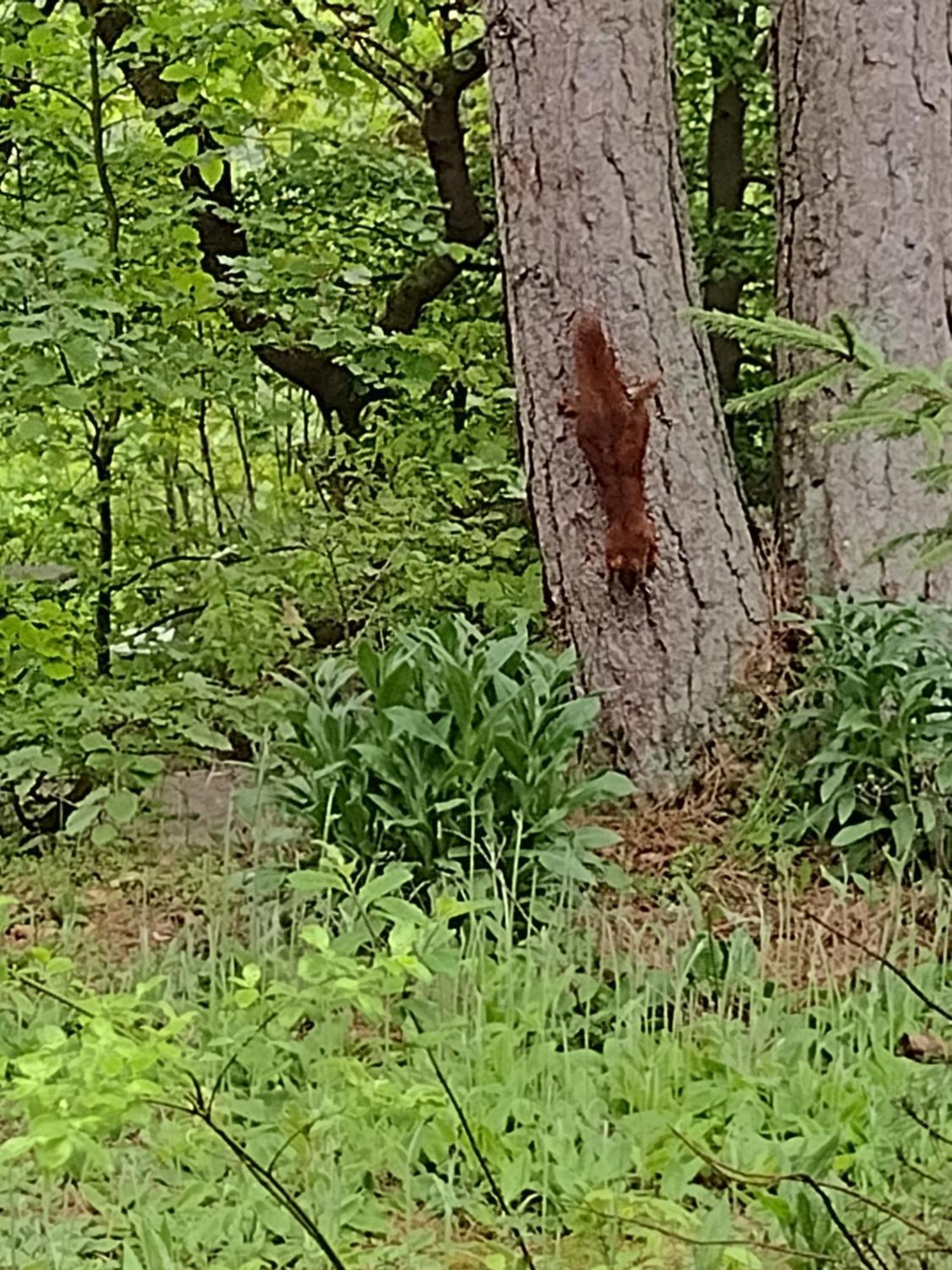 Appartamento Olifant In Osterode Osterode am Harz Esterno foto